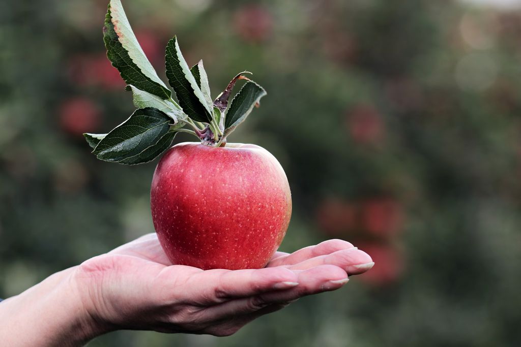 Ein Apfel