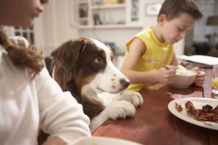 Kinder essen in der Küche mit Hund